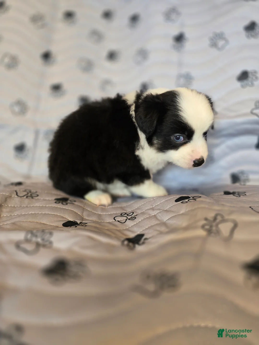 Miniature Australian Shepherd dogs for sale: Miniature Australian Shepherd Puppy 5 - Ad 2