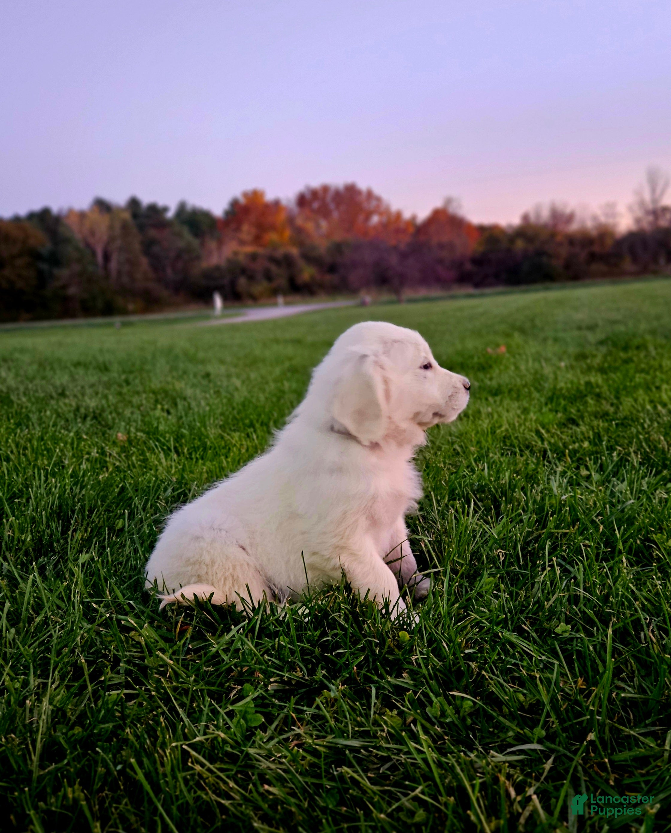 Golden Retriever dogs Pennie - Ad 2
