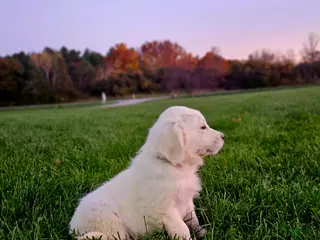 Golden Retriever dogs Pennie - Ad 2