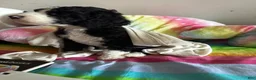 Mixed Breed dogs for sale: Jack - Ad 4