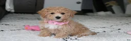 Bichpoo dogs for sale: Aubrey - Ad 6