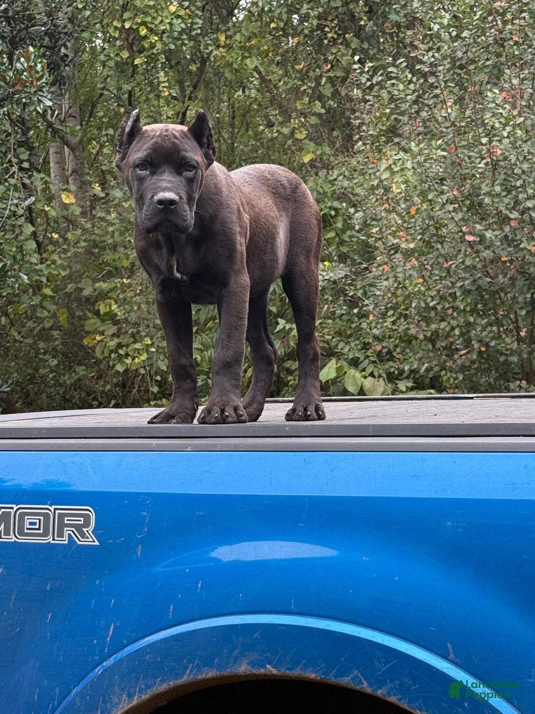 Cane Corso dogs for sale: Cane Corso Puppy 1 - Ad 3