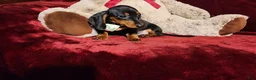 Miniature Dachshund dogs for sale: *LOLA* - Ad 5