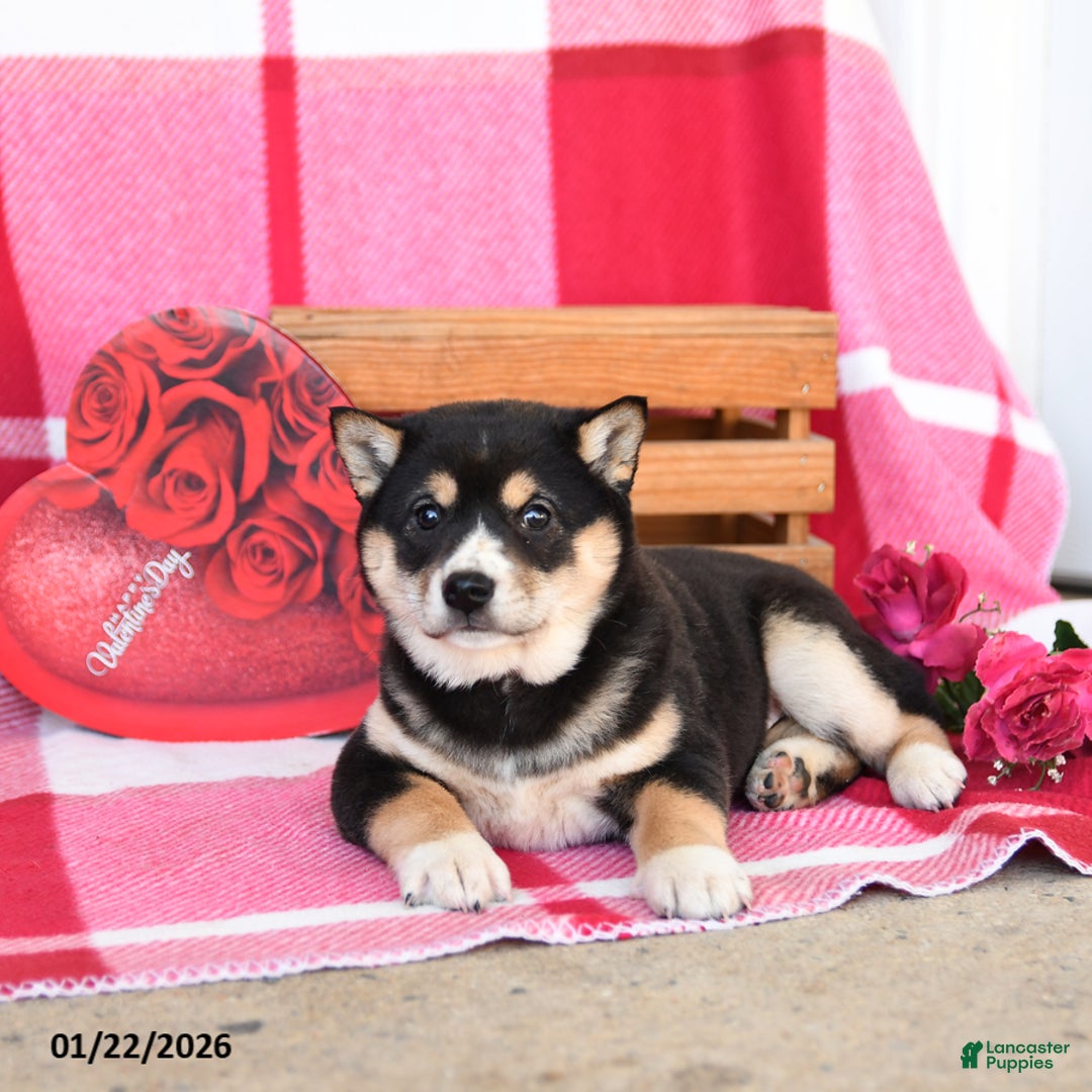 Shiba Inu dogs for sale: Bessie - Ad 3