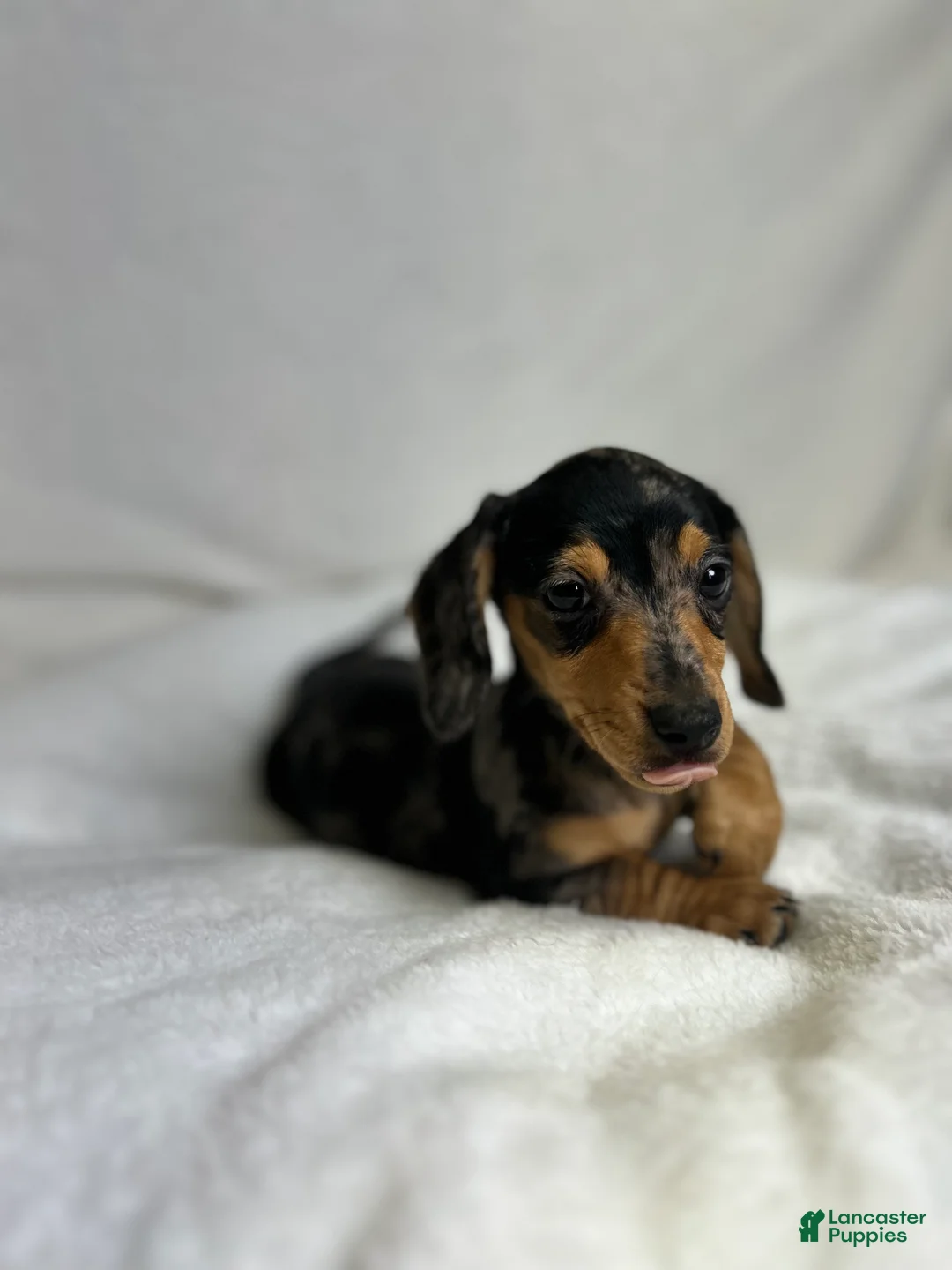Miniature Dachshund dogs for sale: Daisy - Ad 2