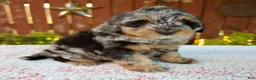 Mini Bernedoodle dogs for sale: Nicki - Ad 7