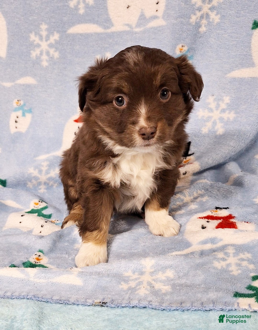 Miniature Australian Shepherd dogs for sale: Roxie - Ad 1