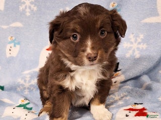 Miniature Australian Shepherd dogs Roxie - Ad 22