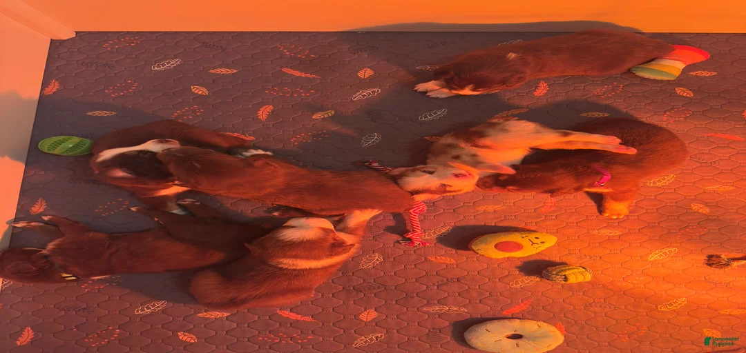 Gallery Image {{count}}