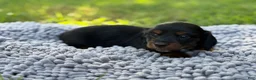 Miniature Dachshund dogs for sale: Black girl - Ad 4