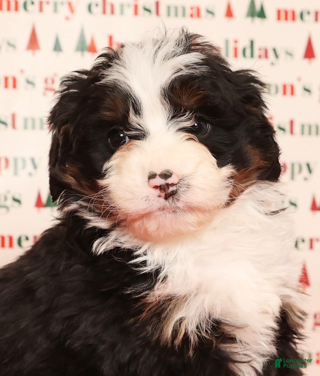 Mini Bernedoodle dogs for sale: Snickers - Ad 9