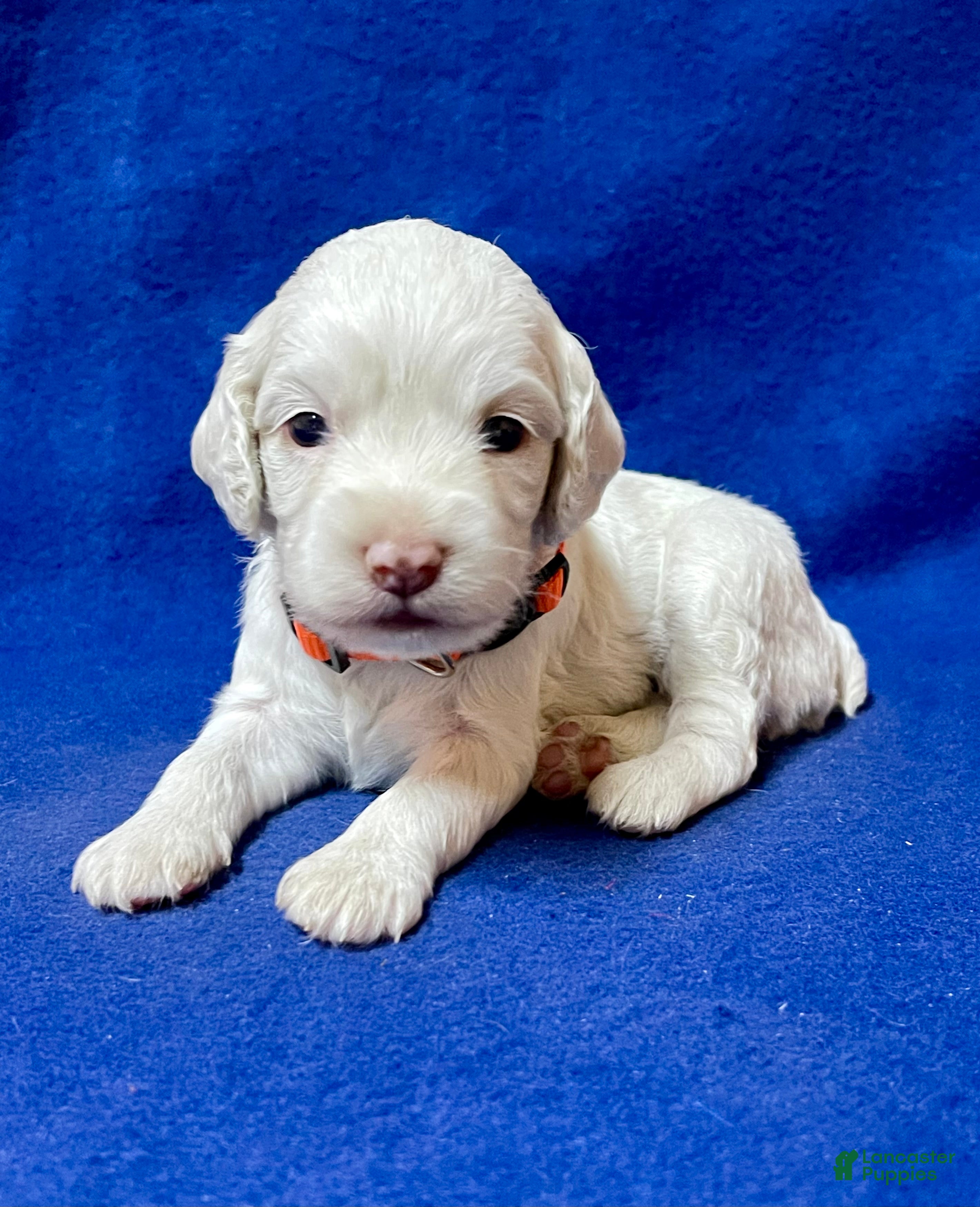 Cockapoo dogs for sale: Lola - Ad 2