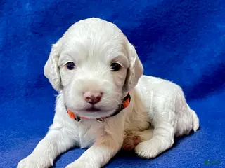 Cockapoo dogs for sale: Lola - Ad 2