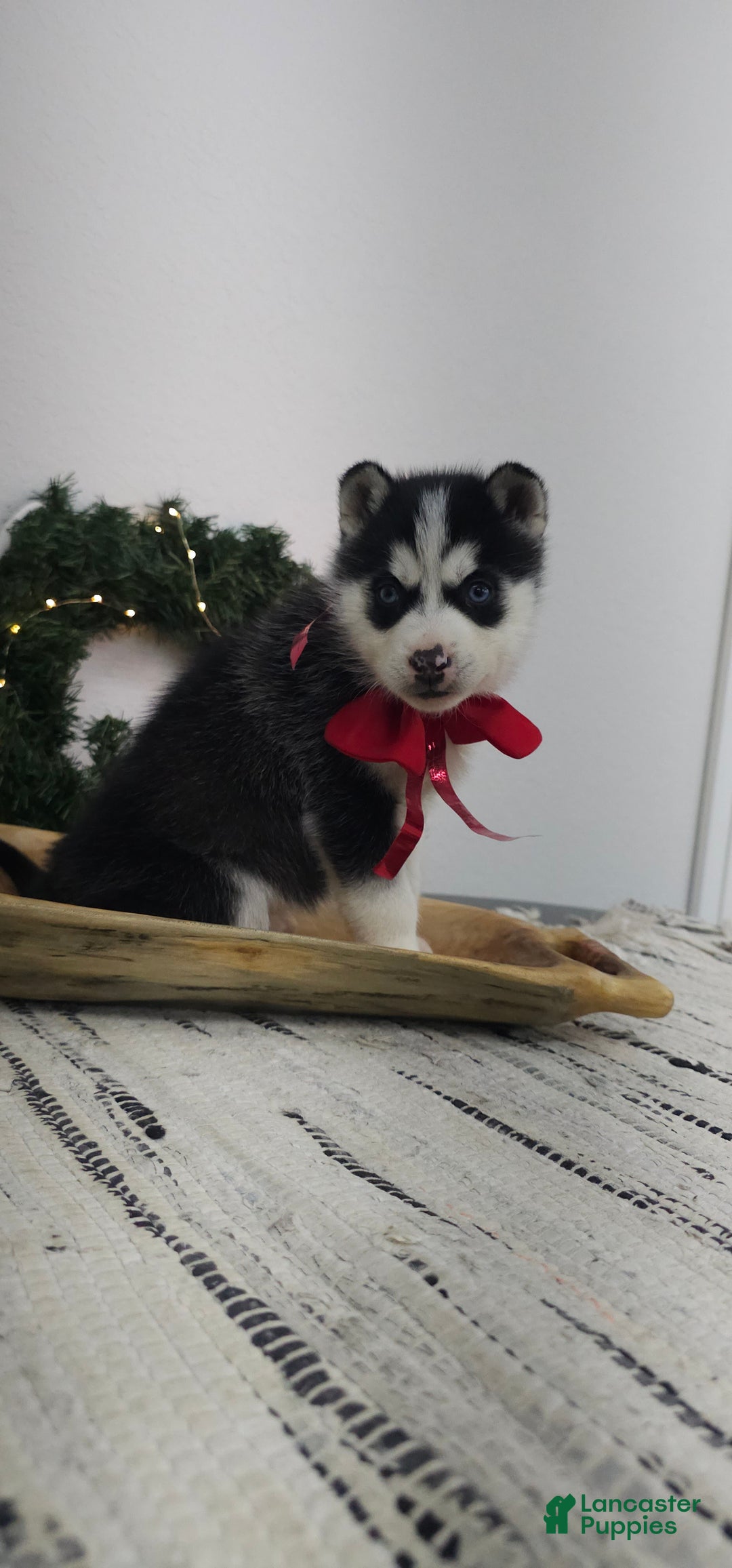 Siberian Husky dogs for sale: Piper - Ad 4