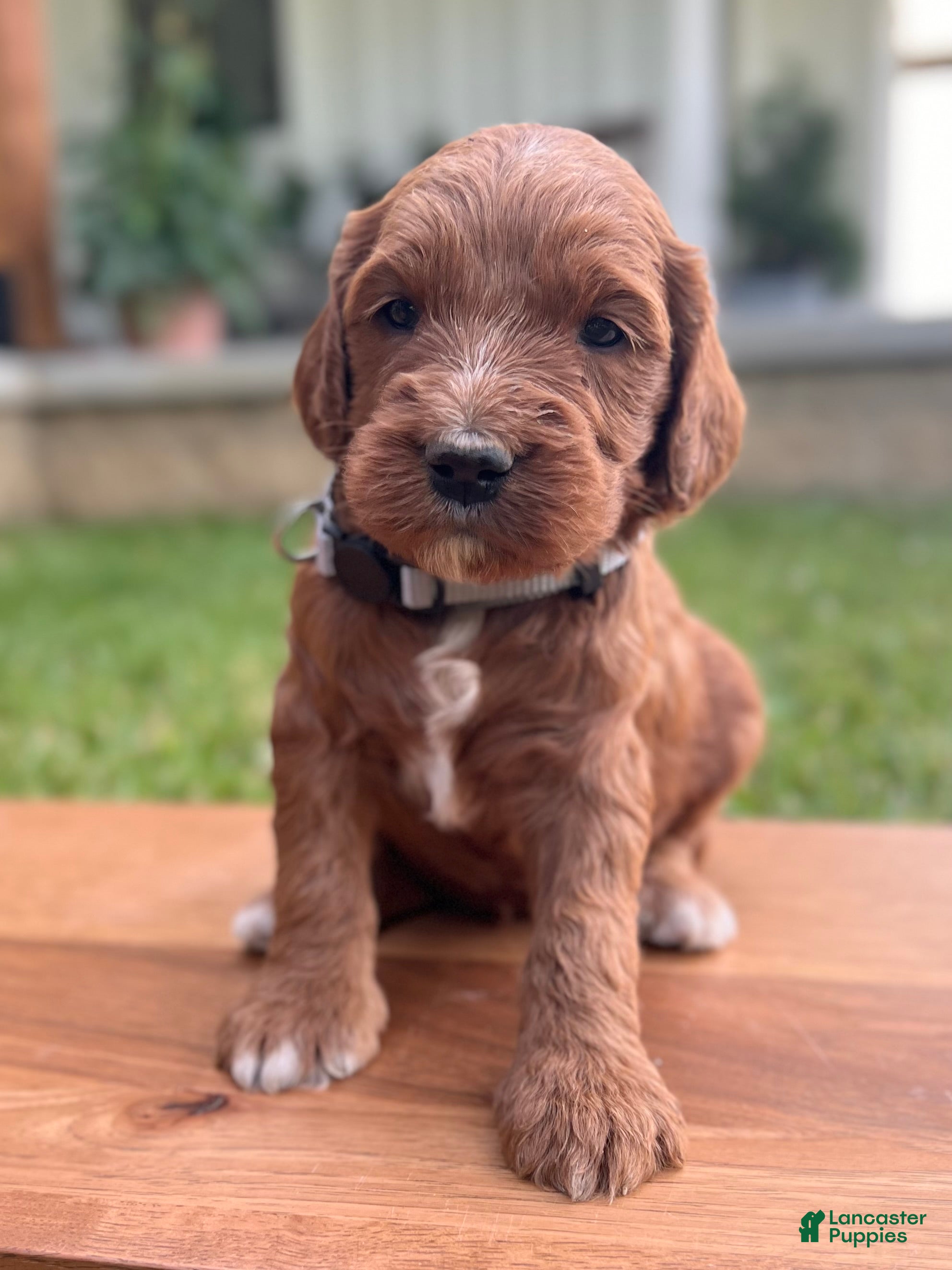 Irish Doodle dogs Willow - Ad 1