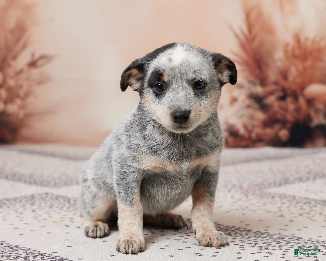 Australian Cattle Dog dogs for sale: Bella - Ad 3
