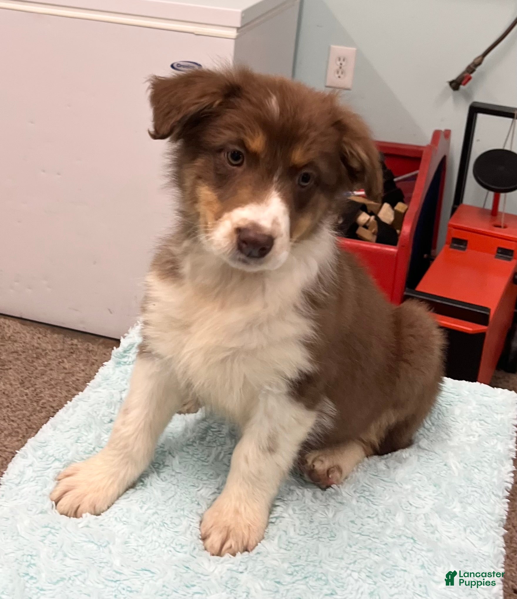 Australian Shepherd dogs for sale: Millie - Ad 1