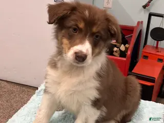 Australian Shepherd dogs for sale: Millie - Ad 1