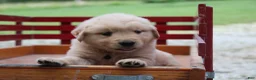 Golden Retriever dogs for sale: Golden Retriever 3 - Ad 3