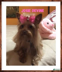 AKC Josie Divine