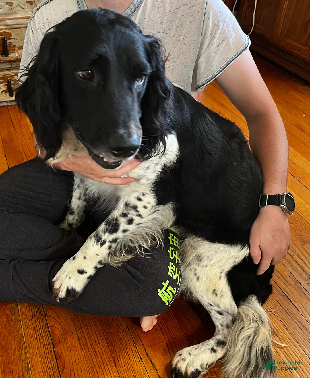 English Springer Spaniel dogs for sale: English Springer Spaniel Puppy 7 - Ad 7