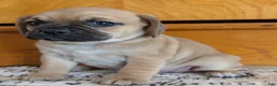 Puggle dogs for sale: Kevin  - Ad 7