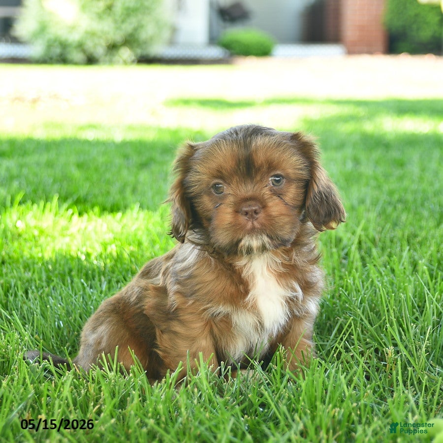 Mixed Breed dogs Simba  - Ad 2