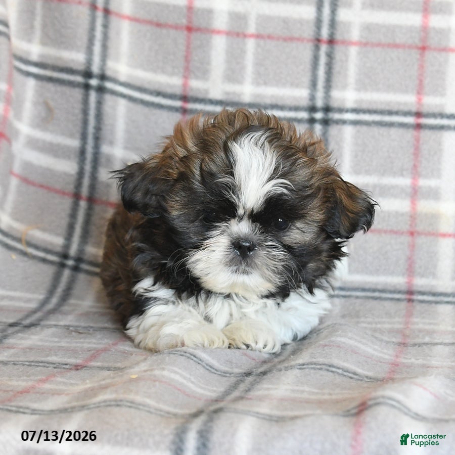 Shih Tzu dogs Cookie - Ad 2