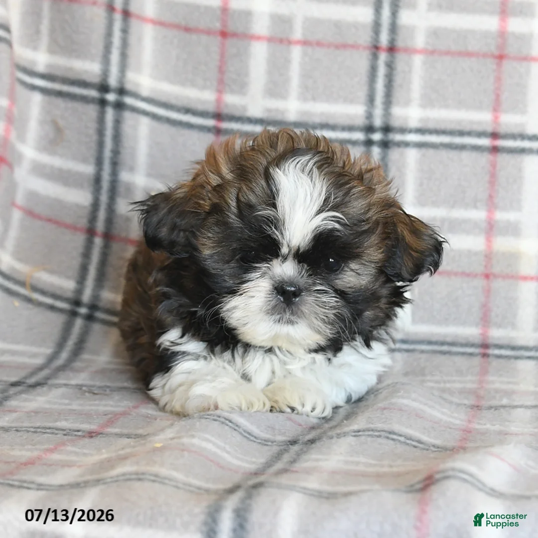 Shih Tzu dogs for sale: Cookie - Ad 2