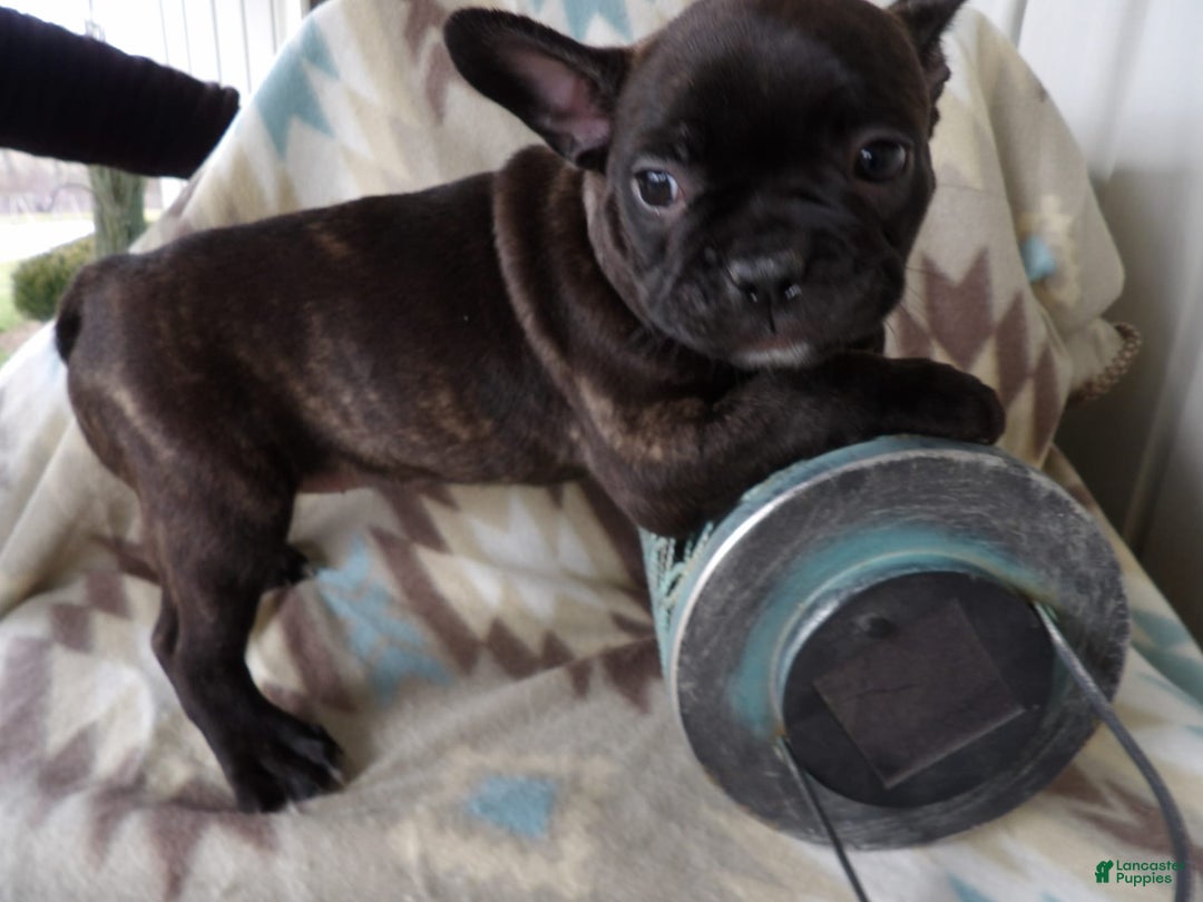 Gallery Image {{count}}