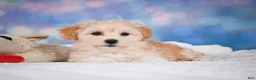 Maltipoo dogs for sale: Maggie - Ad 19