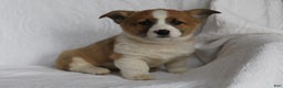 Welsh Corgi Pembroke dogs for sale: Buddy - Ad 3