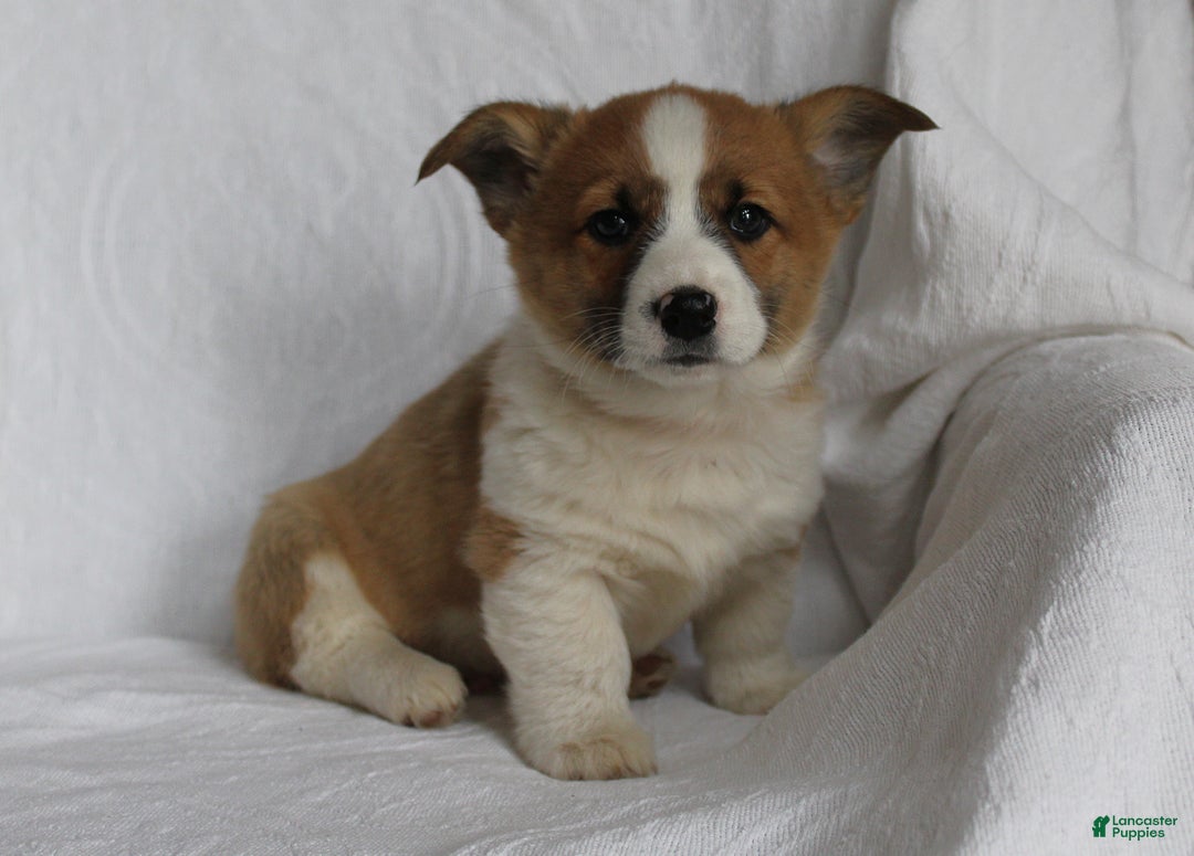 Welsh Corgi Pembroke dogs for sale: Buddy - Ad 3
