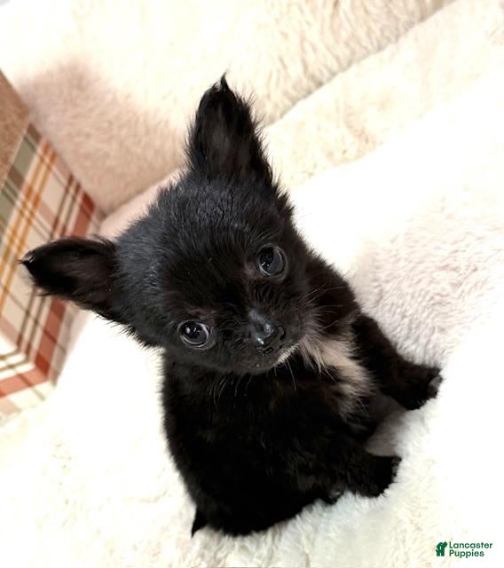 Chihuahua dogs Chihuahua Puppy 1 - Ad 12