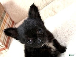 Chihuahua dogs Chihuahua Puppy 1 - Ad 3