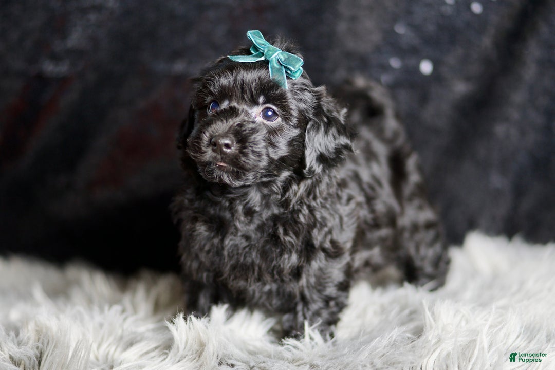 Yorkiepoo dogs for sale: Mickey Mouse - Ad 3