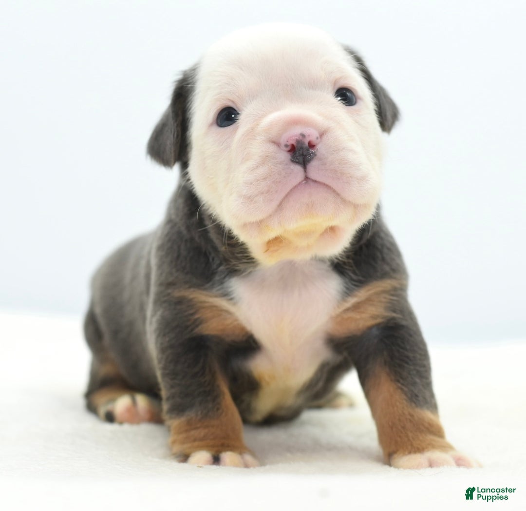 Mixed Breed dogs for sale: Macho blue mini  - Ad 1