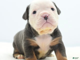 Mixed Breed dogs Macho blue mini - Ad 6