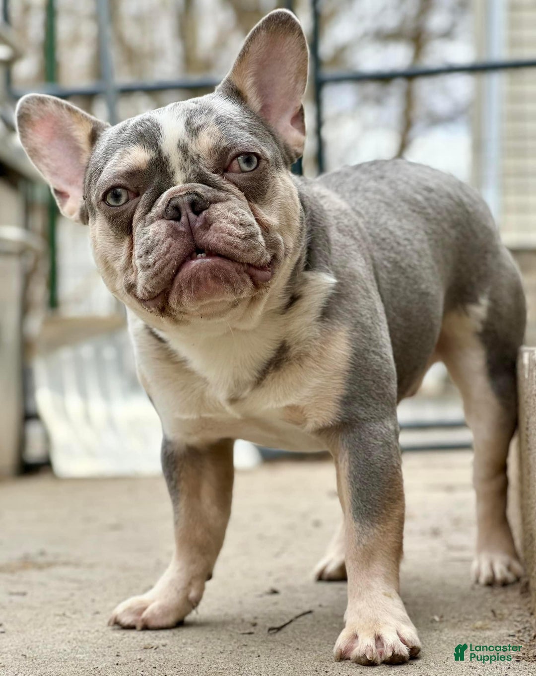 French Bulldog dogs for stud: Legacy - Ad 2