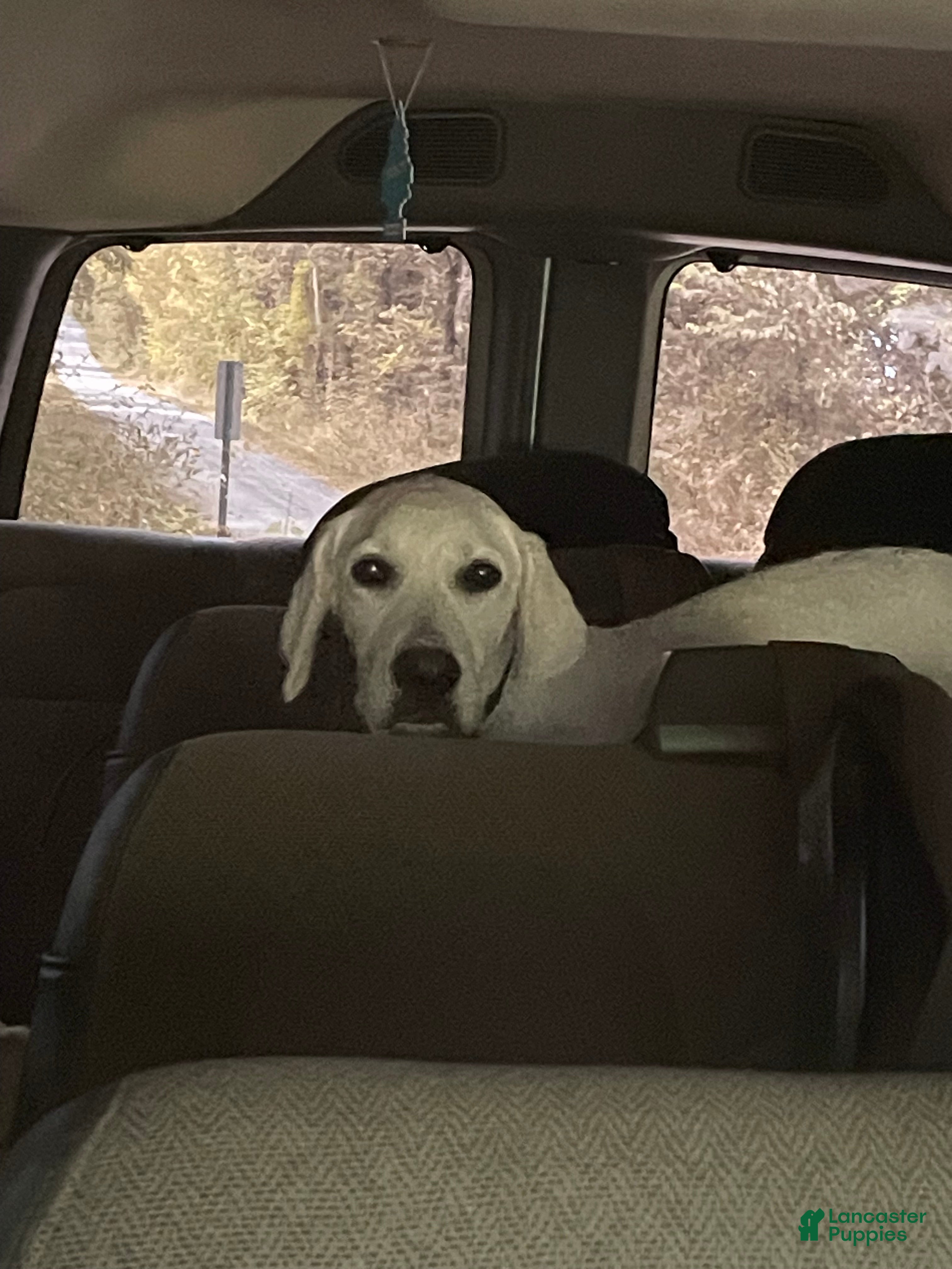 Labrador Retriever Sissy