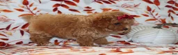 Toy Poodle dogs for sale: Polly - Ad 5