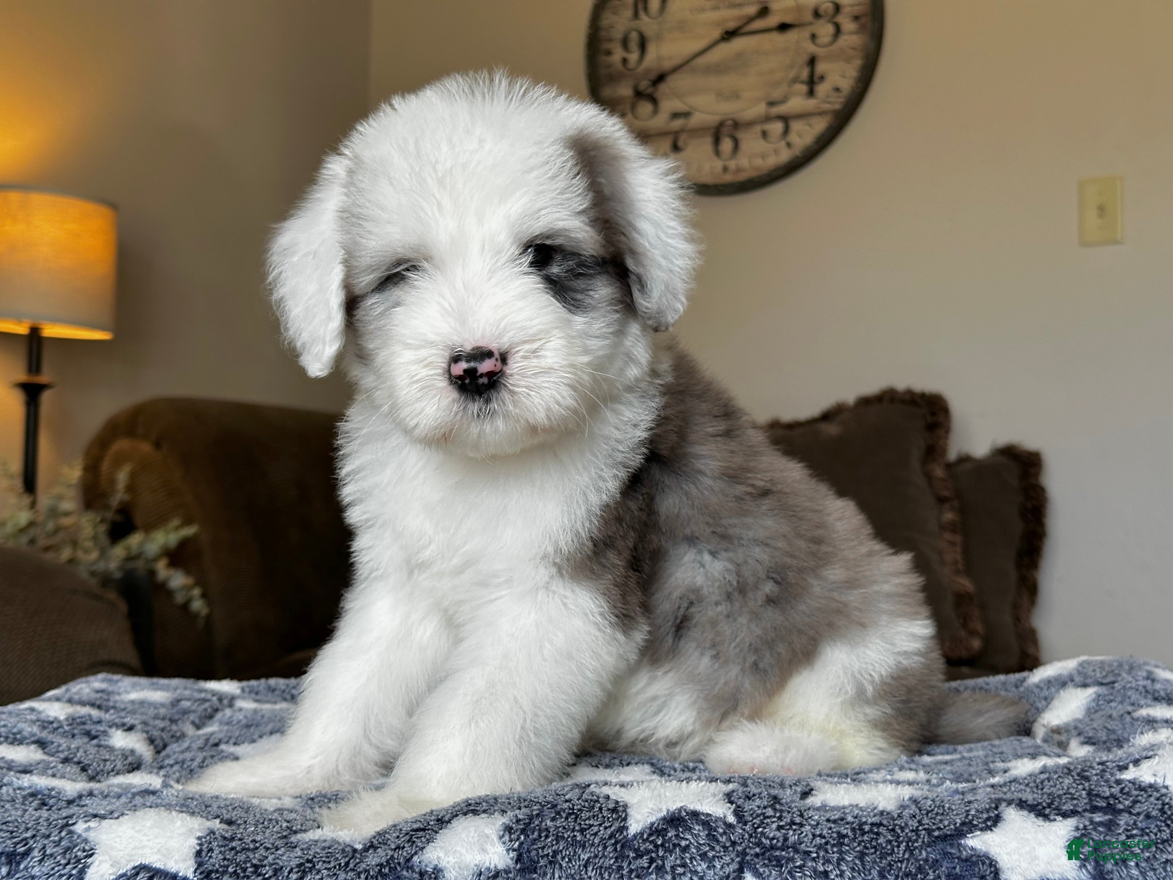 Sheepadoodle dogs Wrangler - Ad 1