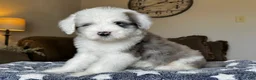 Sheepadoodle dogs for sale: Wrangler - Ad 1