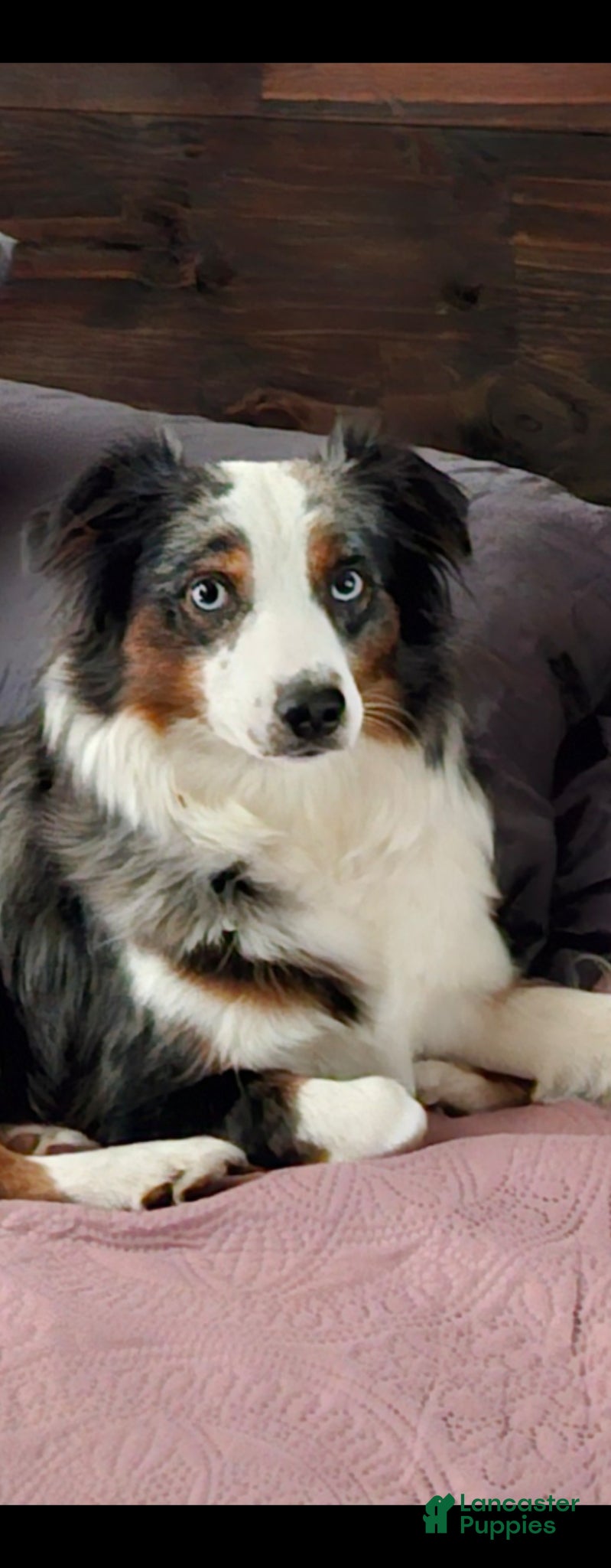 Miniature Australian Shepherd dogs for sale: Miniature Australian Shepherd Puppy 2 - Ad 6