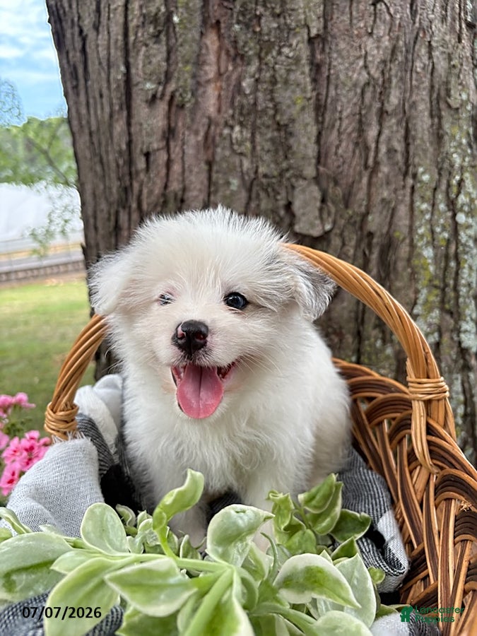 Mixed Breed dogs Lamar - Ad 2
