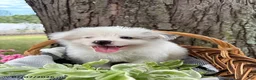 Mixed Breed dogs for sale: Lamar - Ad 2