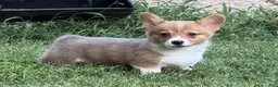 Welsh Corgi Pembroke dogs for sale: Red - Ad 5