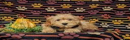 Cockapoo dogs for sale: Bryant 9 lbs Full Grown - Ad 8