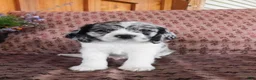 Cockalier dogs for sale: Alaska  - Ad 1