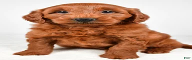 Cooper
